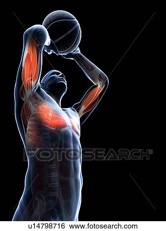Male musculature, artwork View Large Illustration Stock Illustration - Male musculature, artwork. Fotosearch