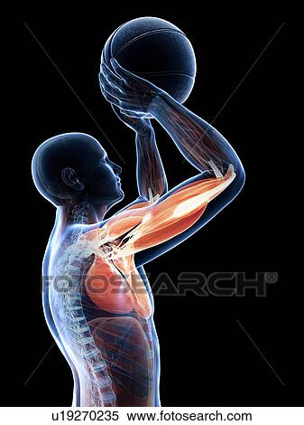 Male musculature, artwork View Large Illustration Stock Illustration - Male musculature, artwork. Fotosearch