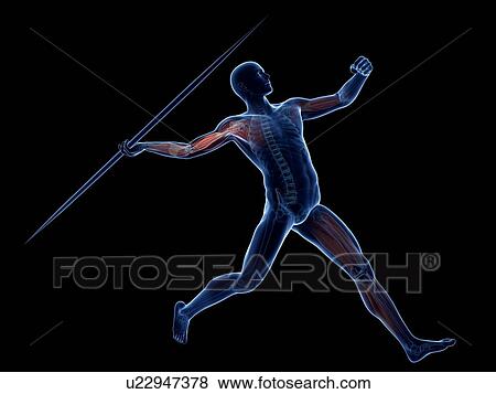 Male musculature, artwork View Large Illustration Stock Illustration - Male musculature, artwork. Fotosearch