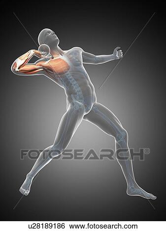 Male musculature, artwork View Large Illustration Stock Illustration - Male musculature, artwork. Fotosearch