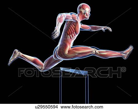 Stock Illustration - Male musculature, artwork. Fotosearch