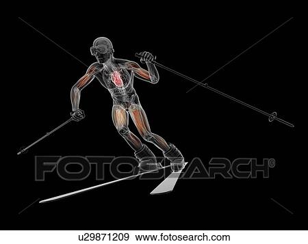 Male musculature, artwork View Large Illustration Stock Illustration - Male musculature, artwork. Fotosearch