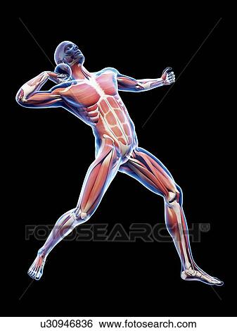 Stock Illustration - Male musculature, artwork. Fotosearch