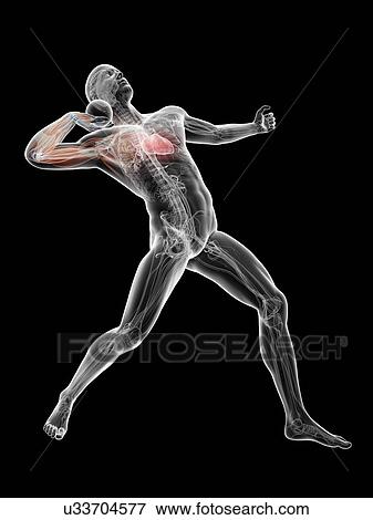Male musculature, artwork View Large Illustration Stock Illustration - Male musculature, artwork. Fotosearch