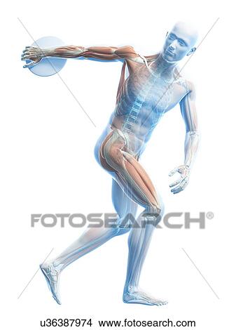 Male musculature, artwork View Large Illustration Stock Illustration - Male musculature, artwork. Fotosearch