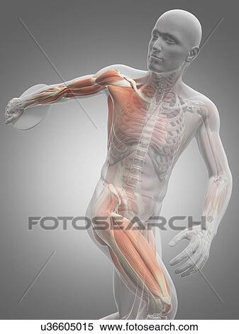 Stock Illustration - Male musculature, artwork. Fotosearch