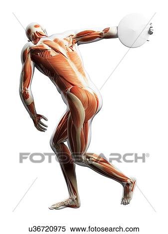 Male musculature, artwork View Large Illustration Stock Illustration - Male musculature, artwork. Fotosearch
