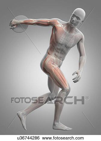 Male musculature, artwork View Large Illustration Stock Illustration - Male musculature, artwork. Fotosearch