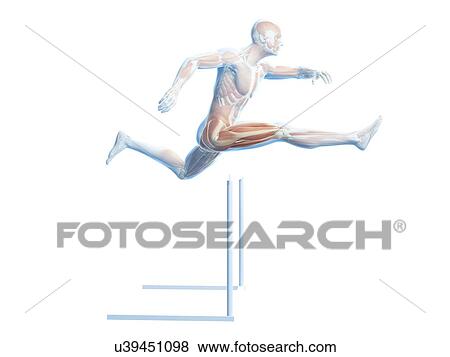 Male musculature, artwork View Large Illustration Stock Illustration - Male musculature, artwork. Fotosearch