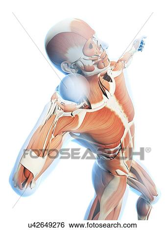 Male musculature, artwork View Large Illustration Stock Illustration - Male musculature, artwork. Fotosearch