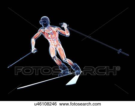 Male musculature, artwork View Large Illustration Stock Illustration - Male musculature, artwork. Fotosearch