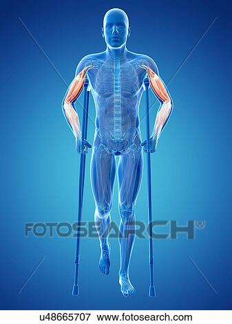 Stock Illustration - Male musculature, artwork. Fotosearch