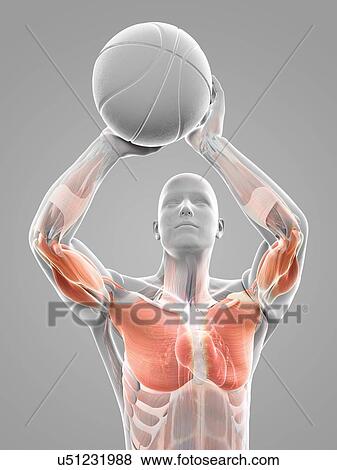 Male musculature, artwork View Large Illustration Stock Illustration - Male musculature, artwork. Fotosearch