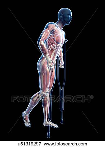 Stock Illustration - Male musculature, artwork. Fotosearch