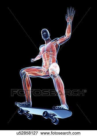Male musculature, artwork View Large Illustration Stock Illustration - Male musculature, artwork. Fotosearch