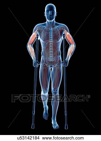 Male musculature, artwork View Large Illustration Stock Illustration - Male musculature, artwork. Fotosearch