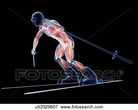 Stock Illustration - Male musculature, artwork. Fotosearch