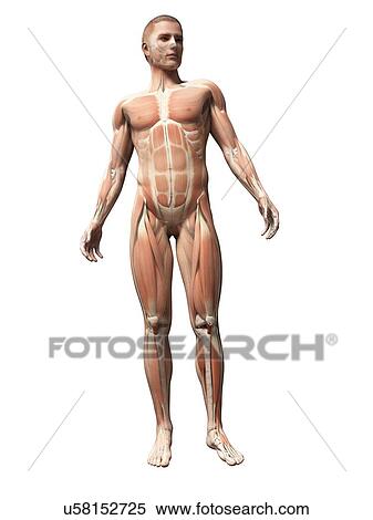 Male musculature, artwork View Large Illustration Stock Illustration - Male musculature, artwork. Fotosearch
