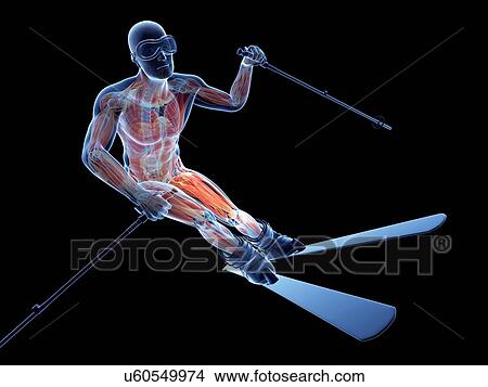 Male musculature, artwork View Large Illustration Stock Illustration - Male musculature, artwork. Fotosearch