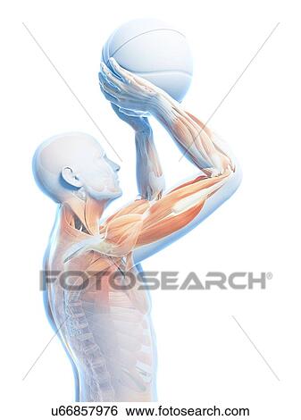 Stock Illustration - Male musculature, artwork. Fotosearch