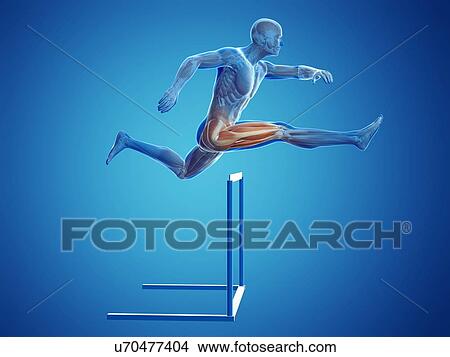 Stock Illustration - Male musculature, artwork. Fotosearch