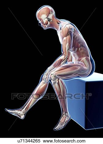 Male musculature, artwork View Large Illustration Stock Illustration - Male musculature, artwork. Fotosearch