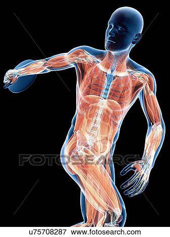 Stock Illustration - Male musculature, artwork. Fotosearch