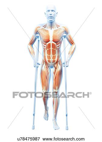 Male musculature, artwork View Large Illustration Stock Illustration - Male musculature, artwork. Fotosearch