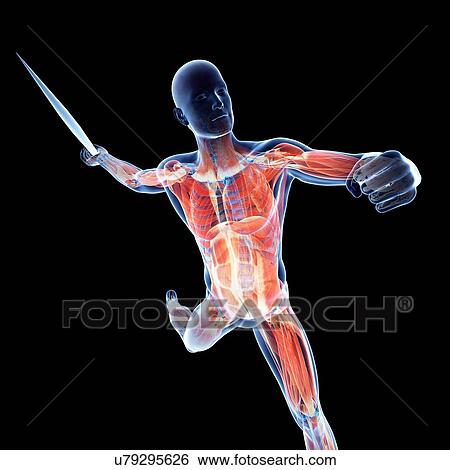Male musculature, artwork View Large Illustration Stock Illustration - Male musculature, artwork. Fotosearch