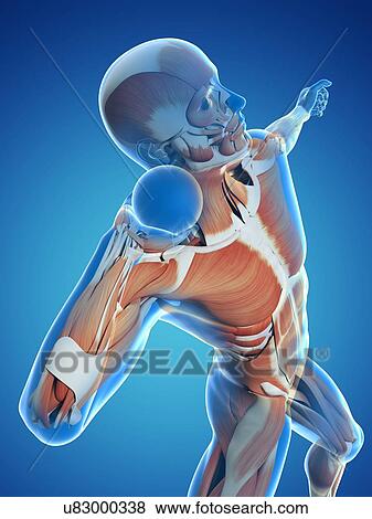 Stock Illustration - Male musculature, artwork. Fotosearch