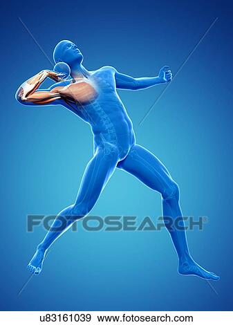 Stock Illustration - Male musculature, artwork. Fotosearch