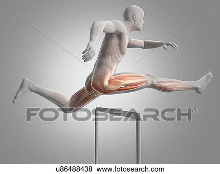 Male musculature, artwork View Large Illustration Stock Illustration - Male musculature, artwork. Fotosearch