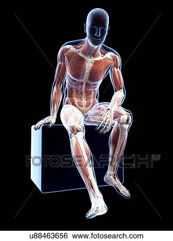 Male musculature, artwork View Large Illustration Stock Illustration - Male musculature, artwork. Fotosearch