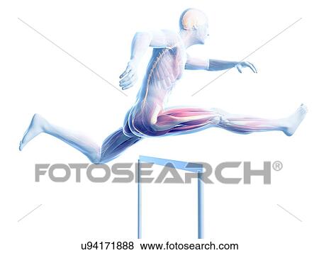 Male musculature, artwork View Large Illustration Stock Illustration - Male musculature, artwork. Fotosearch