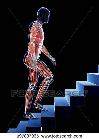 Stock Illustration - Male musculature, artwork. Fotosearch