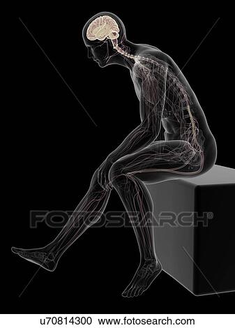 Male nervous system, artwork View Large Illustration Clipart - Male nervous system, artwork. Fotosearch