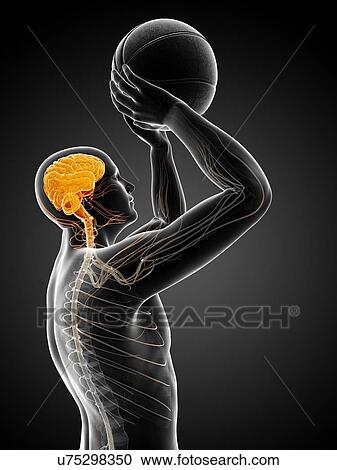 Clipart - Male nervous system, artwork. Fotosearch