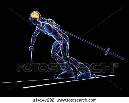 Male nervous system, artwork View Large Illustration Drawing - Male nervous system, artwork. Fotosearch