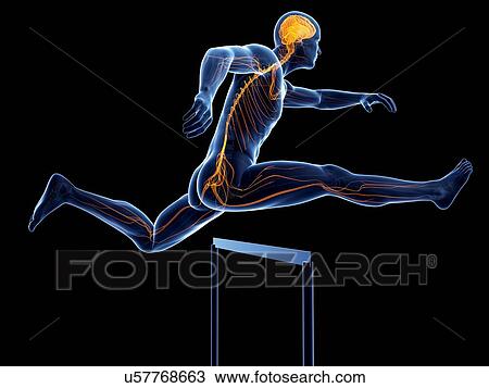 Male nervous system, artwork View Large Illustration Drawing - Male nervous system, artwork. Fotosearch