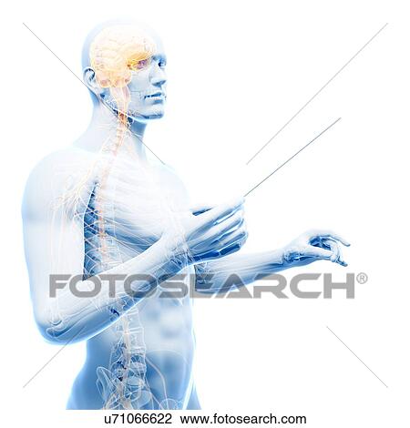 Drawing - Male nervous system, artwork. Fotosearch