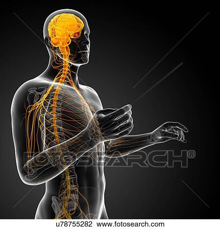 Male nervous system, artwork View Large Illustration Drawing - Male nervous system, artwork. Fotosearch