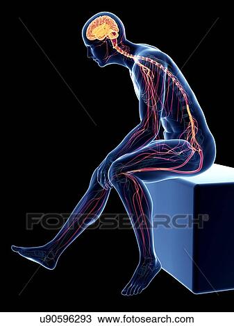 Male nervous system, artwork View Large Illustration Drawing - Male nervous system, artwork. Fotosearch