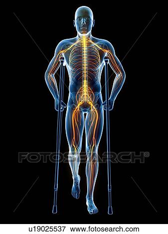 Stock Illustration - Male nervous system, artwork. Fotosearch