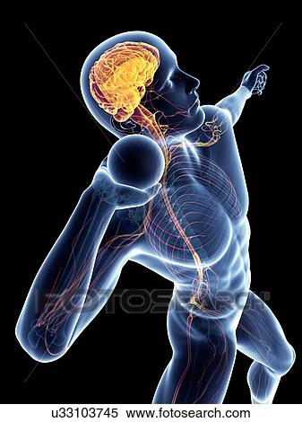 Male nervous system, artwork View Large Illustration Stock Illustration - Male nervous system, artwork. Fotosearch