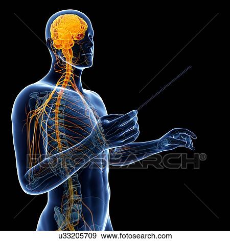 Stock Illustration - Male nervous system, artwork. Fotosearch