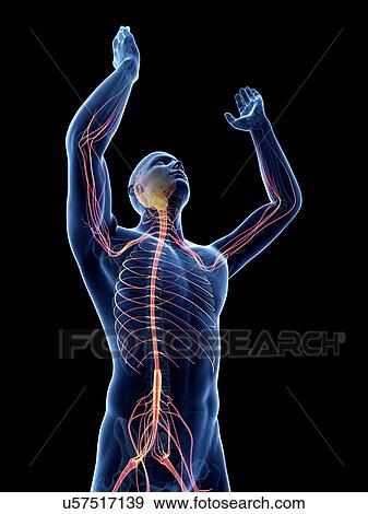Male nervous system, artwork View Large Illustration Stock Illustration - Male nervous system, artwork. Fotosearch