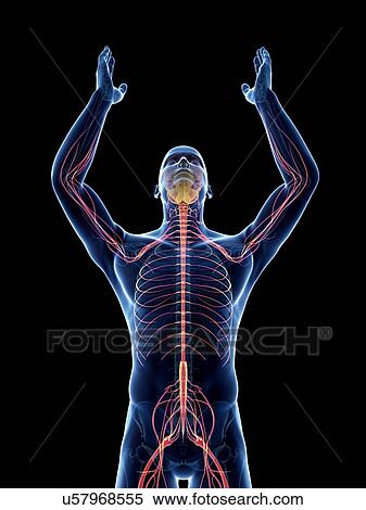 Stock Illustration - Male nervous system, artwork. Fotosearch