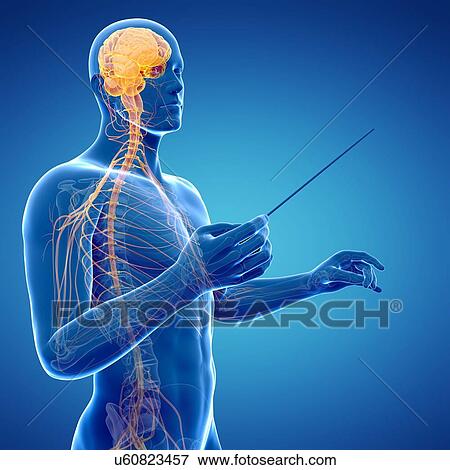 Stock Illustration - Male nervous system, artwork. Fotosearch