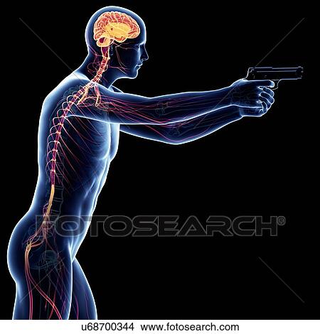 Stock Illustration - Male nervous system, artwork. Fotosearch