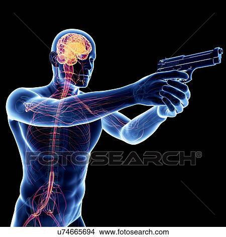 Male nervous system, artwork View Large Illustration Stock Illustration - Male nervous system, artwork. Fotosearch